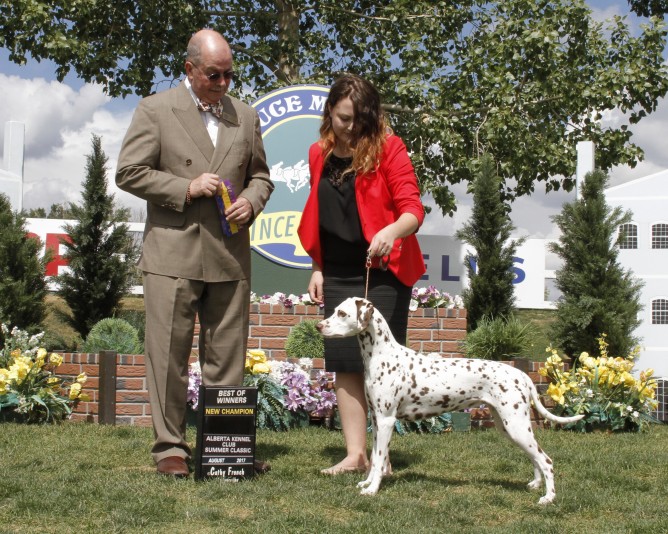 Red Rock Dalmatians Breeder