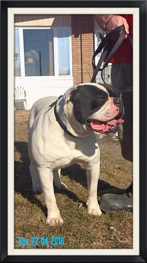 Imperialbully American Bulldog Breeder