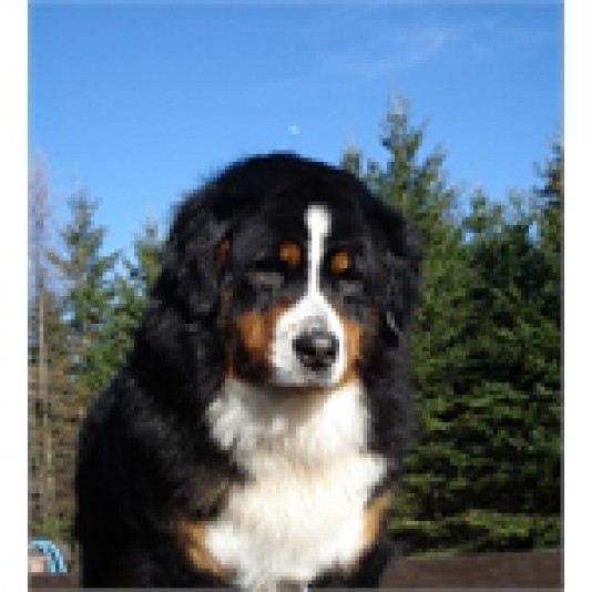 Bernese Mountain Dog Havre Bernois Breeder