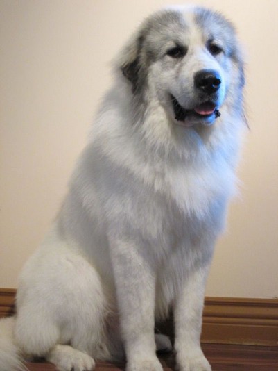 Great Pyrenees Amour Canin Breeder