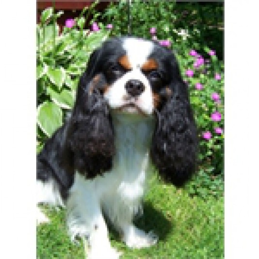 Cavalier King Charles Spaniel Breeders Susn Ling