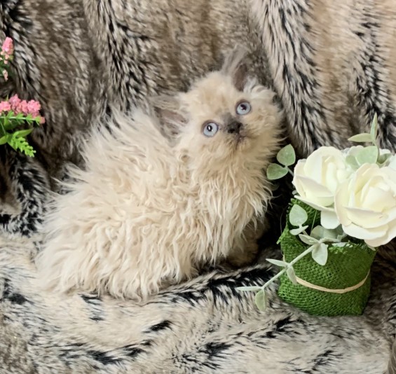 Selkirk Rex Kakou Cattery