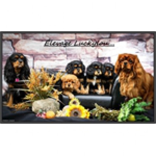 Cavalier King Charles Spaniel Luckylou Breeder