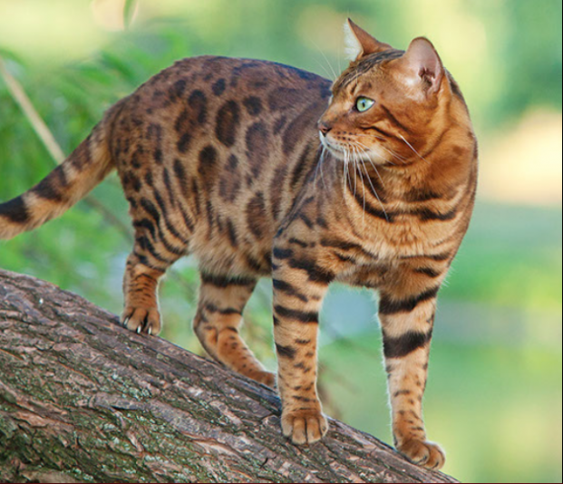 Chatterie International Royal Bengal