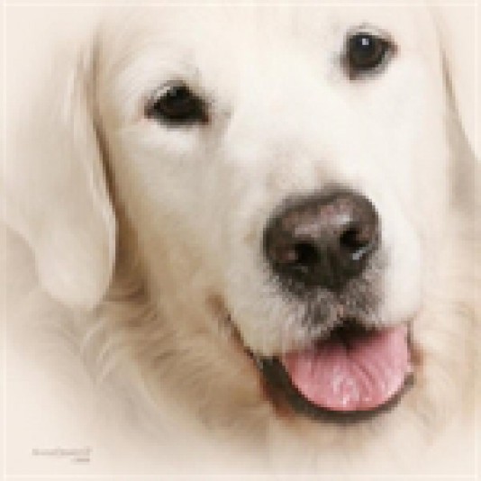 Golden-Retriever Andrade Breeder