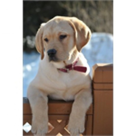 Labrador Retriever Chenil Monpaq Breeder