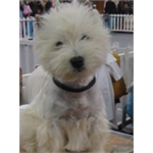 West Highland White Terrier des Vallées de la Rocha Breeder