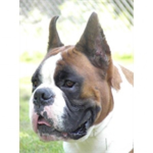 Boxer Derivabo Breeder