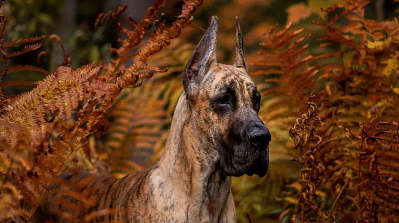 Great Dane Danaro Breeder