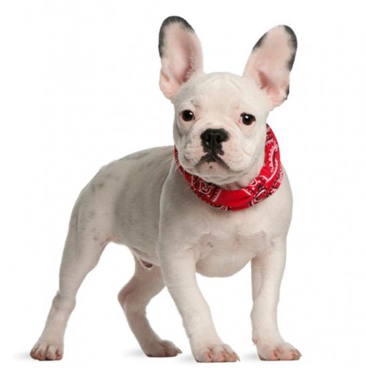 French Bulldog Les Marquis de Newton Breeder