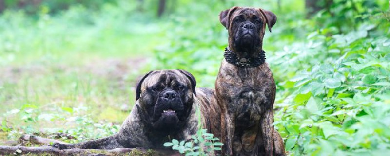 Bullmastiff Nord-Ouest Breeder