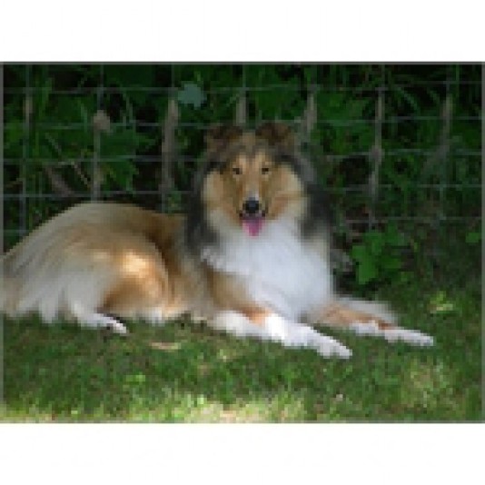 Rough Collie Mélodaly Breeder