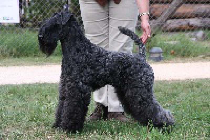 Scottish Terrier de Glenderry Breeder