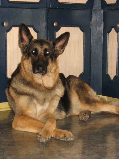 Élevage Berger Allemand De Berthy