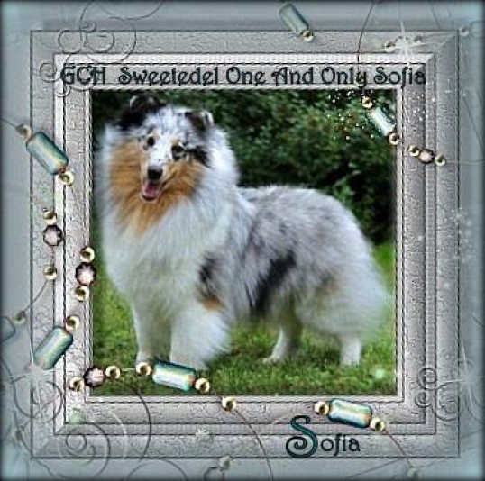 Shetland Sheepdog Sweetedel Breeder