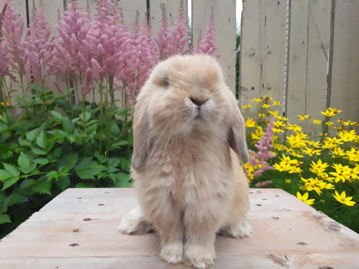 Au chalet du lapinoux joyeux - Lapin Bélier Hollandais