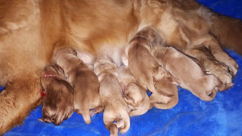 Breeder Golden retriever