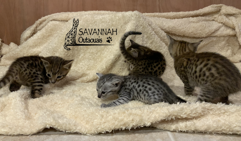 Savannah Outaouais Cattery