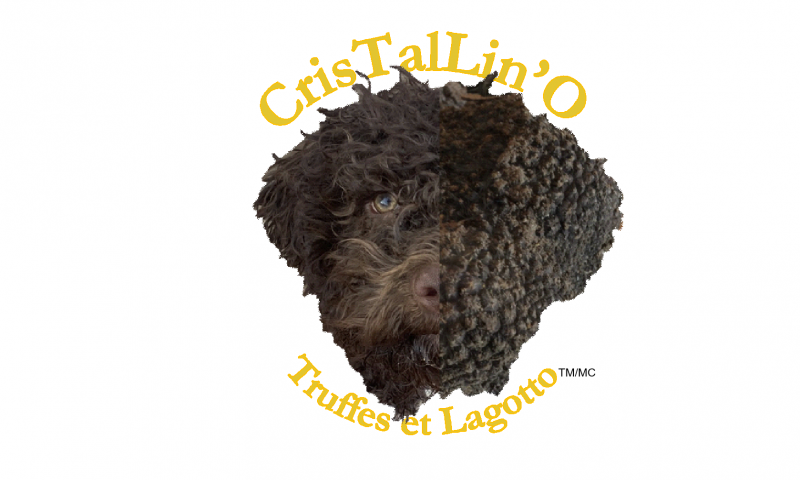 Élevage CrisTalLin'O truffes et lagotto