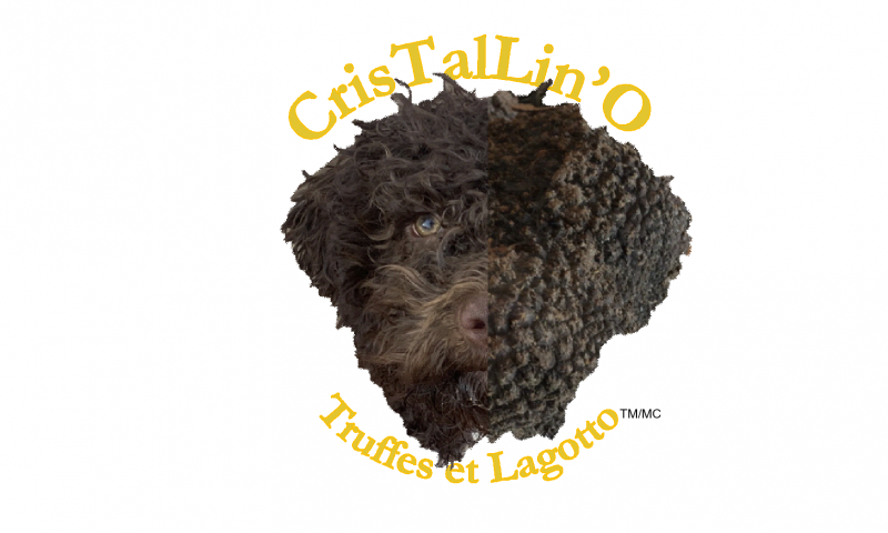 CrisTalLin'O truffes et lagotto Breeder