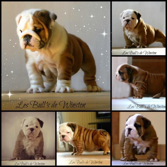 English Bulldog  Les Bulls de Winston Breeder