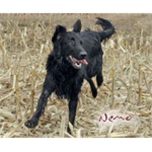 Flat-Coated Retreiver Fieldday Reg'd Breeder