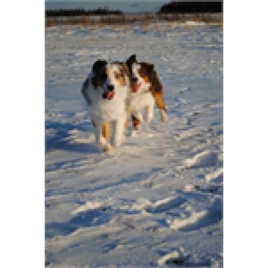 Australian Shepherd Sweet'N'Sour Breeder