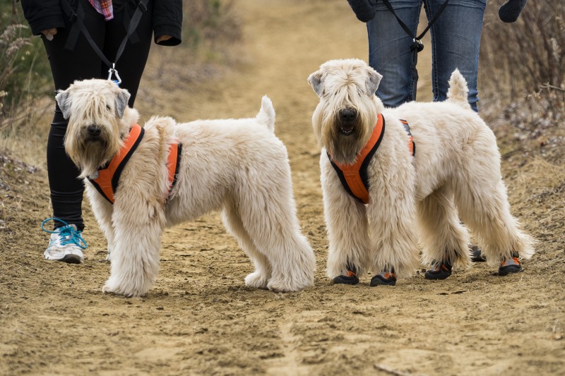 Bouvier des Flandres Laroc Breeder