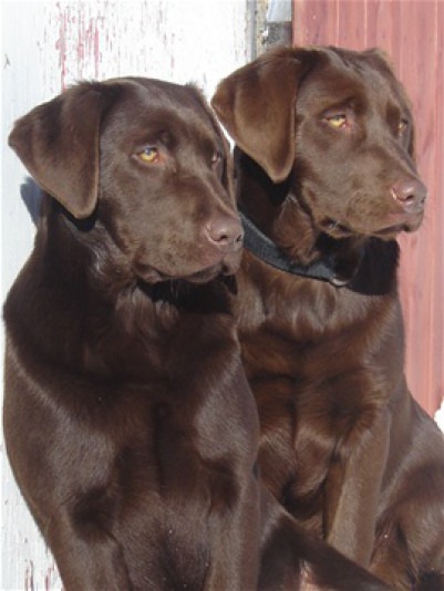 Labrador Retriever Nadir Breeder