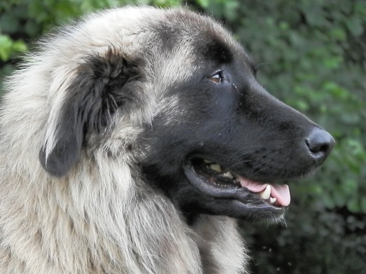 Estrela Mountain Dog Les fils du vent Breeder