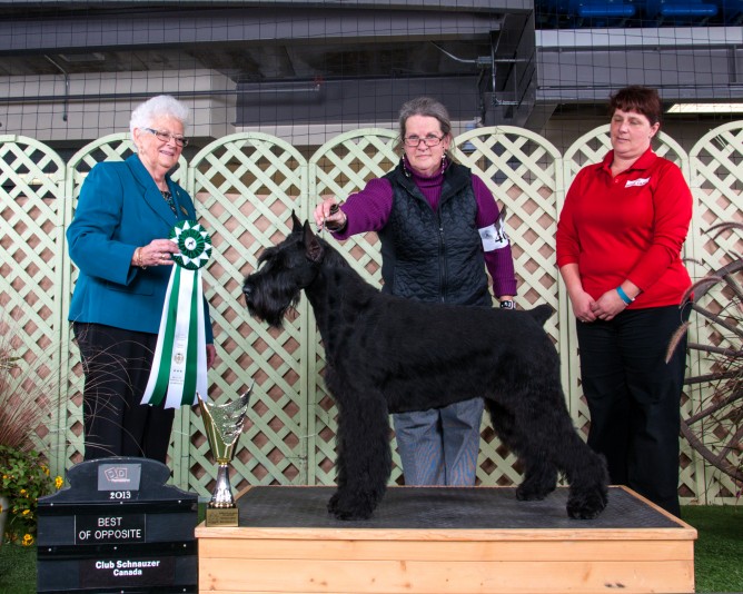 Giant Schnauzer SELECTIONDOR Breeder