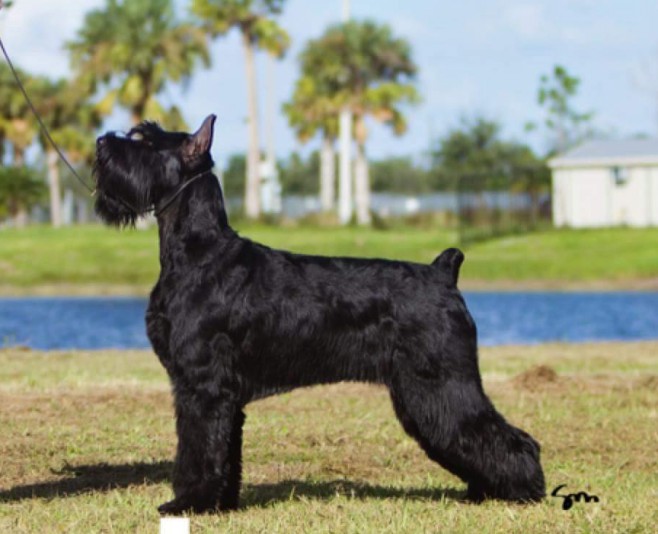 Giant schnauzer kennels best sale