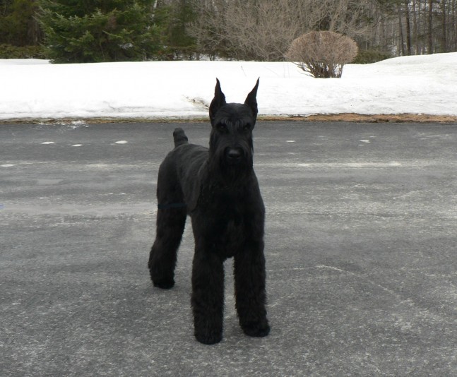 Giant Schnauzer SELECTIONDOR Breeder