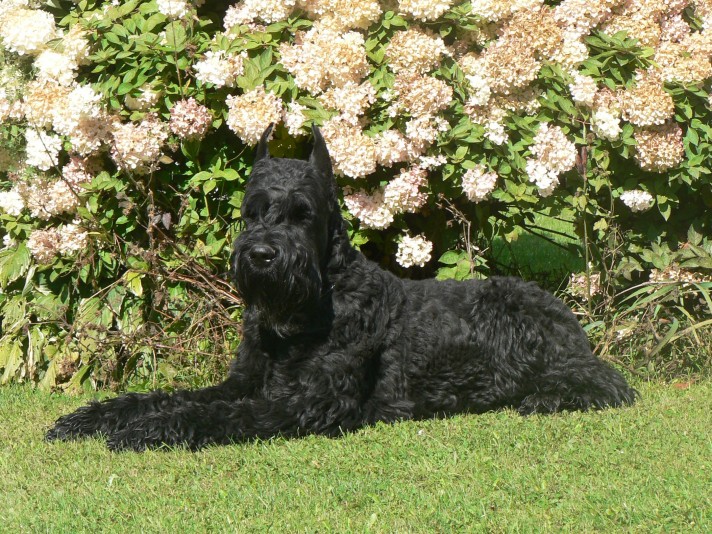 Giant Schnauzer SELECTIONDOR Breeder