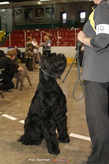 Giant Schnauzer SELECTIONDOR Breeder