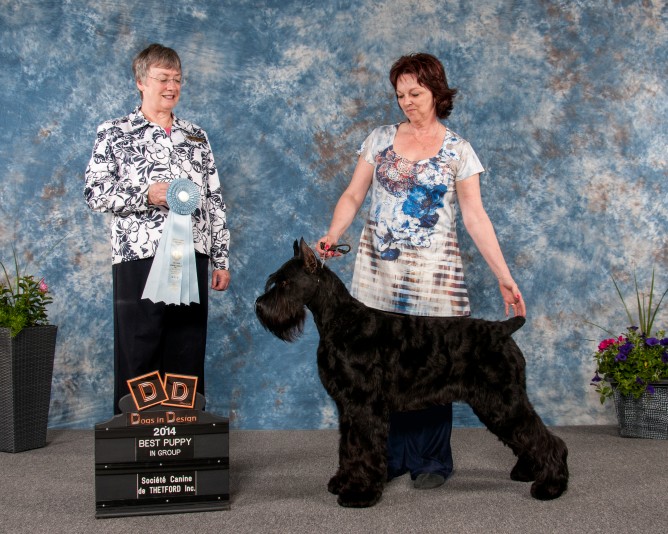 Giant Schnauzer SELECTIONDOR Breeder