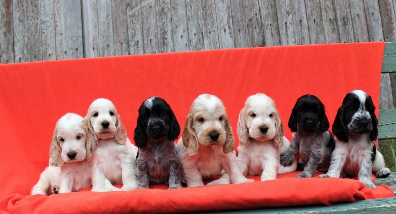 Hufy’s English Cocker Spaniel Breeder