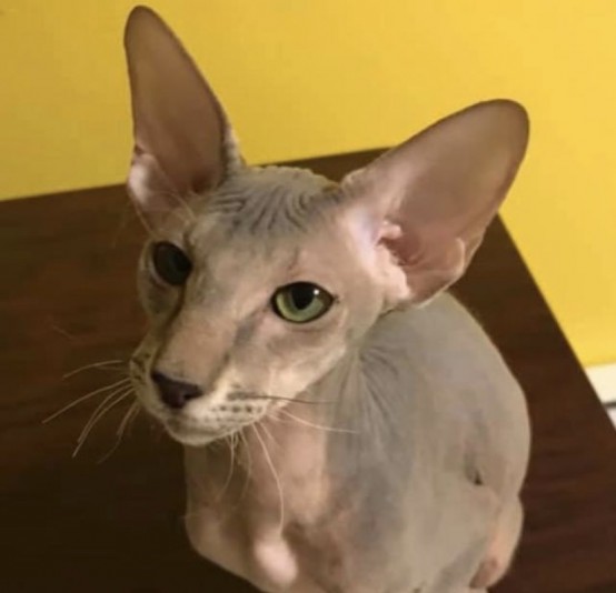 Chatterie Fleurs D ‘Orient - Peterbald Cattery