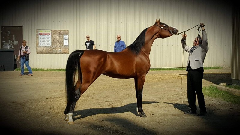 Écurie Regency/Regency Arabians Stable