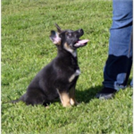 German Shepherd De Juco Breeder