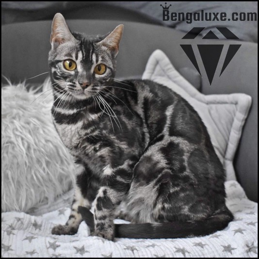 Chatterie Bengal  Bengaluxe