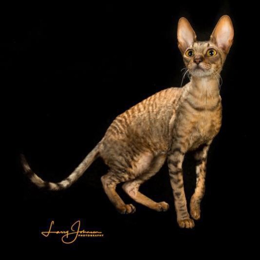 Cornish Rex Les Frisés Cattery