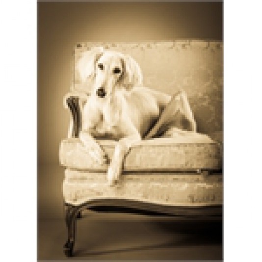 SandBeauty Saluki Breeder