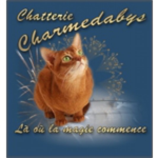 Chatterie Abyssin Charmedabys