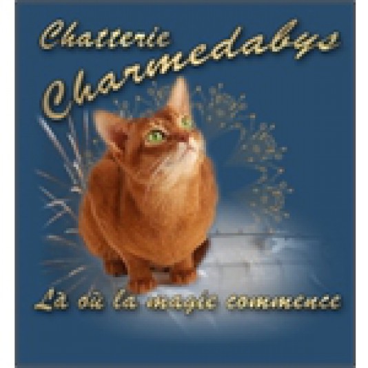 Abyssinian Charmedabys Cattery