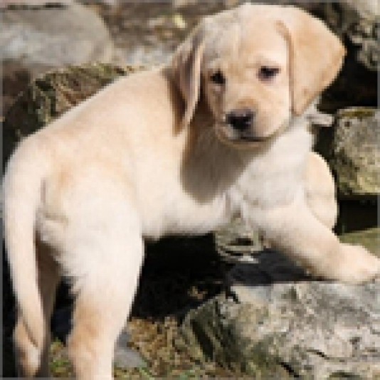 Labrador Retriever Mayador Breeder