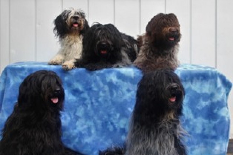 Messy Hair Kennels Breeder