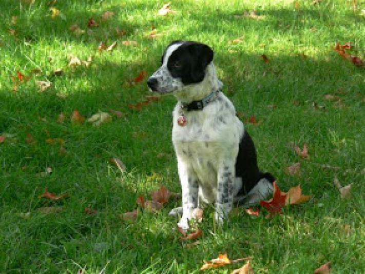 Border-Collie Berge Verne Breeder