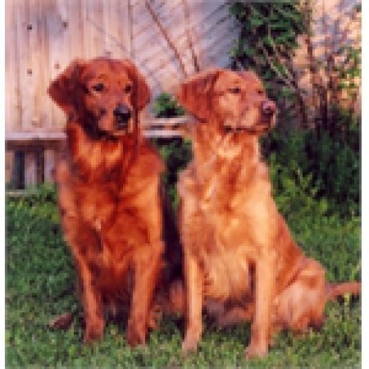 Golden-Retriever Zomarick Redgolden Breeder