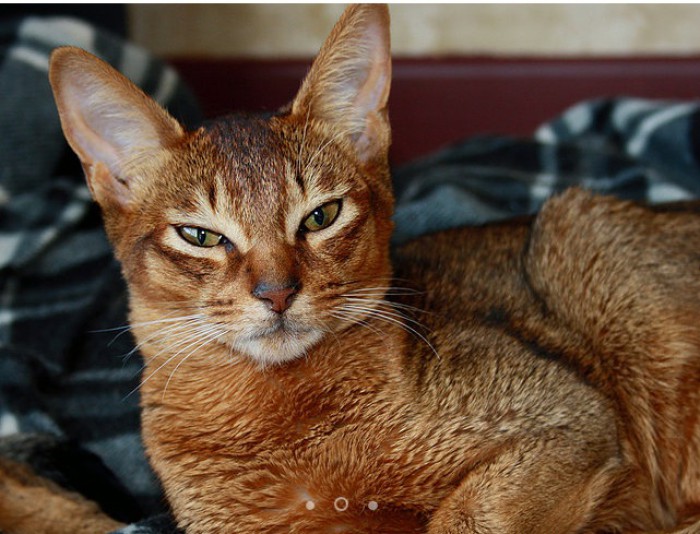 Abyssinian Gabrielle Cattery